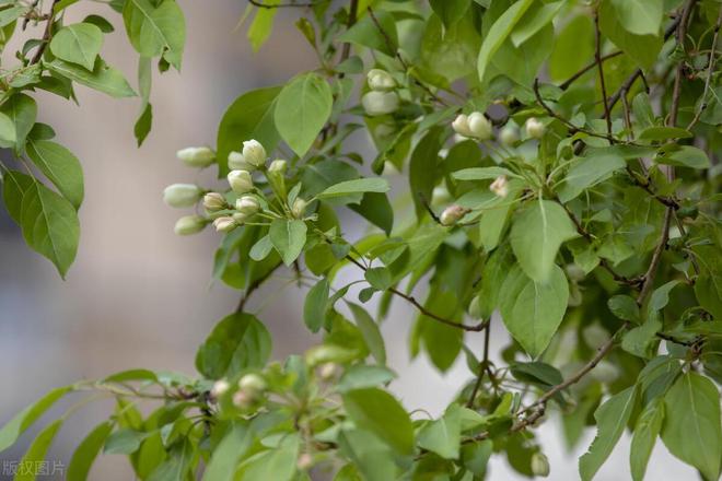 李子树开花打什么药保果率最好(图2)