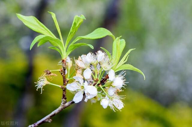 李子树开花打什么药保果率最好(图1)