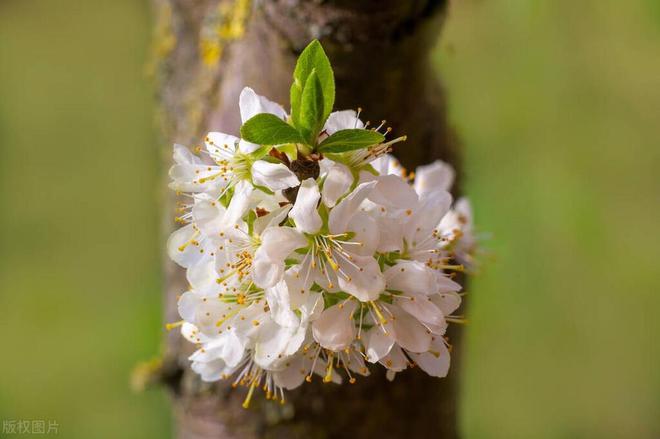 李子树开花打什么药保果率最好(图5)