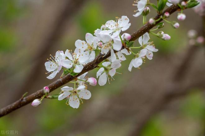 李子树开花打什么药保果率最好(图6)