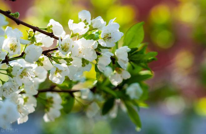 李子树开花打什么药保果率最好(图7)