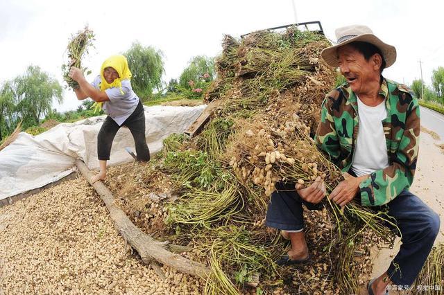 汽油价格大降5月14日调整后92、95汽油价格花生、尿素价咋样(图4)
