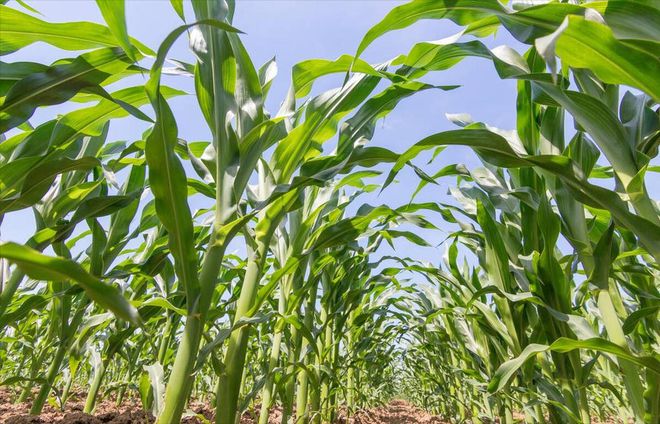种植玉米需要什么肥料(图1)