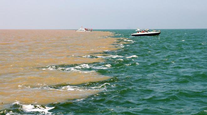 淡水鱼无法在大海生存黄河每天把鱼冲下海这些鱼都死了吗？(图5)