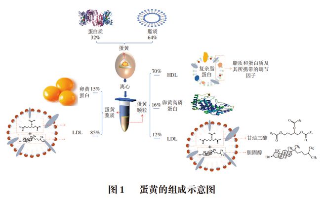 《食品科学》：贵州医科大学黄群教授、李鑫博士等：蛋黄冷冻凝胶化的产生原因及抑制方法的研究进展(图1)