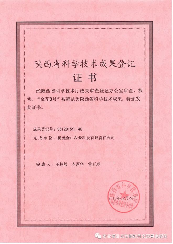 树型金银花新品种“金花3号”(图3)