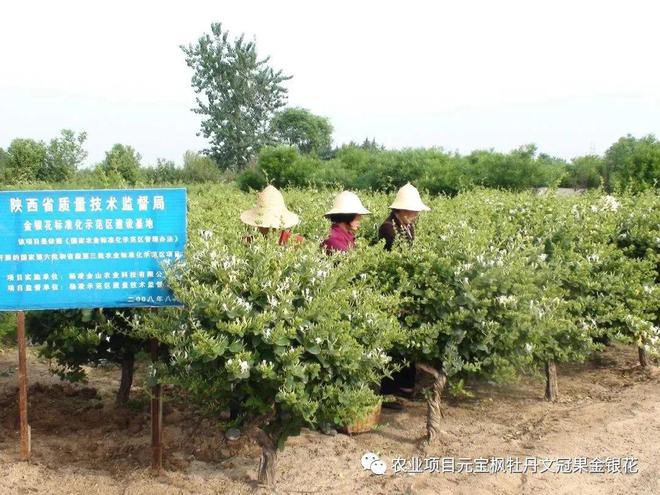 树型金银花新品种“金花3号”(图2)