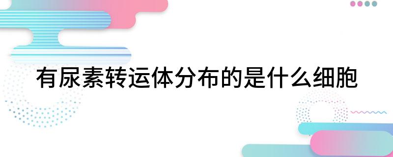 有尿素转运体分布的是什么细胞(图1)
