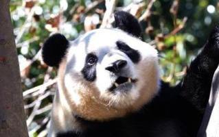 黄河水润滩区麦田春管正当时(图2)