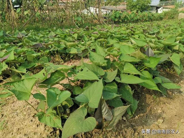 尿素为什么能当叶面肥？当叶面肥需要注意什么问题？(图3)