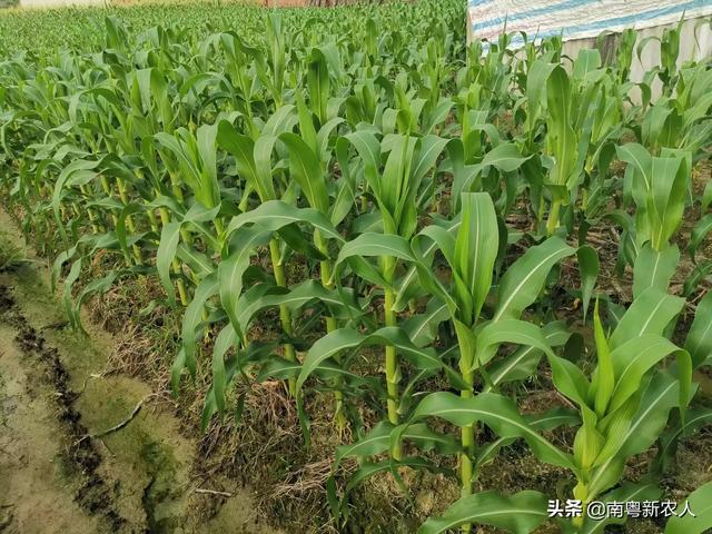 尿素为什么能当叶面肥？当叶面肥需要注意什么问题？(图4)