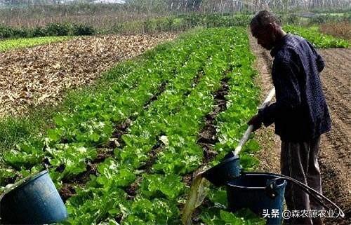 农朋友们来学习一下化学肥料的性质与施用(图7)