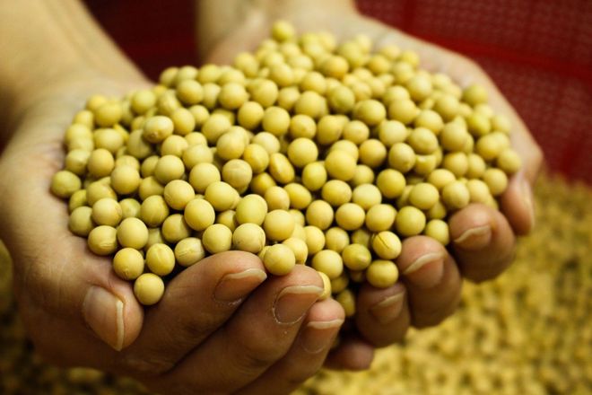 大豆种植要用对方法正确施肥大豆才能高产(图2)