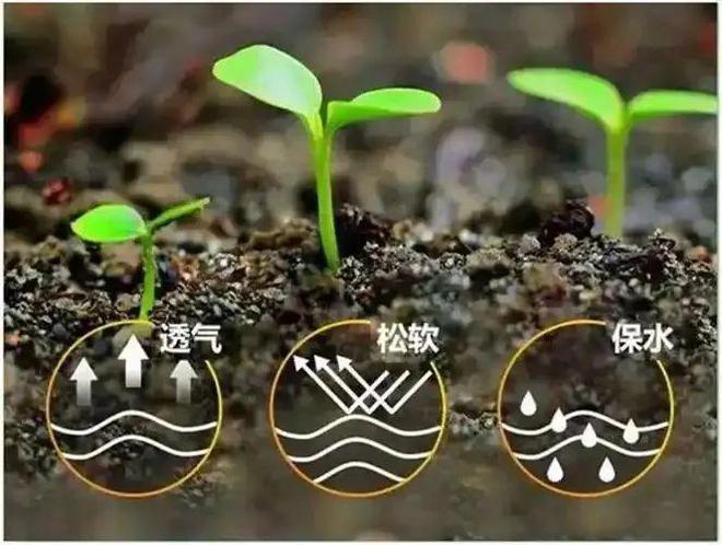 2025年生物肥行业趋势与市场前景、政策分析！(图3)