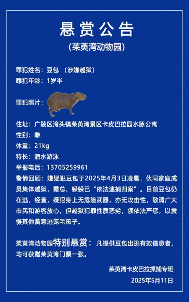 卡皮巴拉“豆包”出逃40天最新回应！已锁定大致范围(图1)