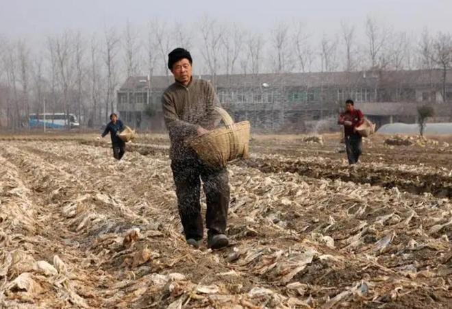 “尿素”作为种植界极为普通的肥料看似使用简单实则问题超多(图2)