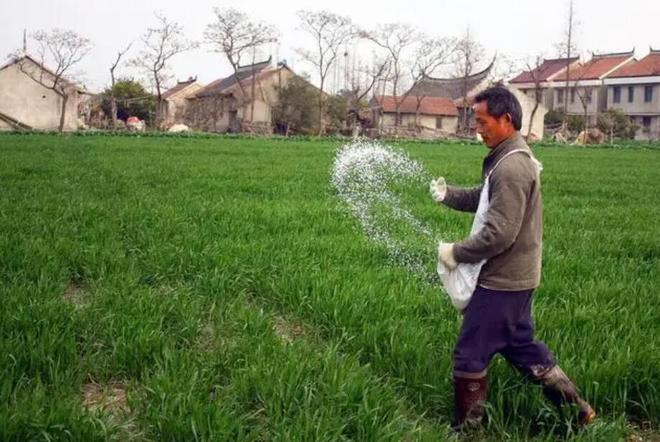 “尿素”作为种植界极为普通的肥料看似使用简单实则问题超多(图3)