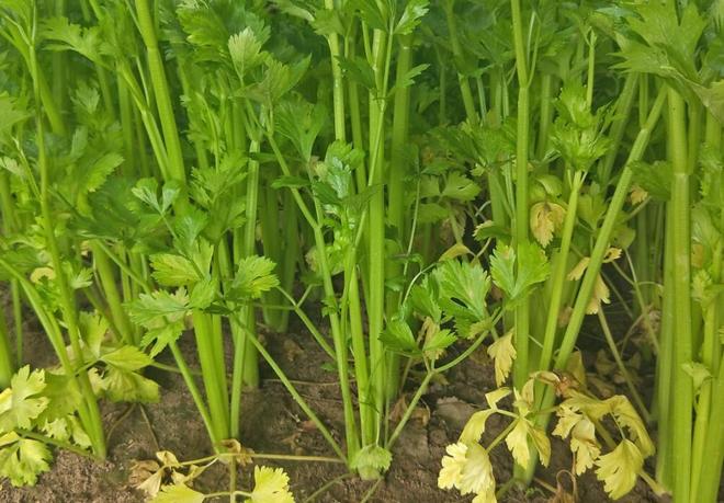 “尿素”作为种植界极为普通的肥料看似使用简单实则问题超多(图6)