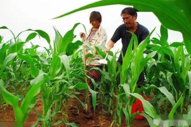 “尿素”作为种植界极为普通的肥料看似使用简单实则问题超多(图4)