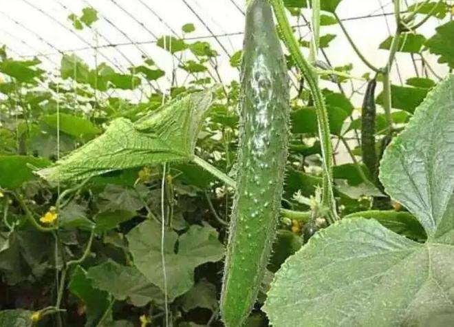 “尿素”作为种植界极为普通的肥料看似使用简单实则问题超多(图5)