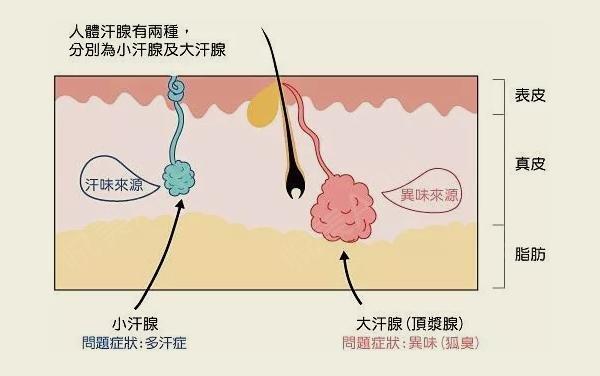 腋下有异味≠狐臭一文带你了解真假狐臭的区别看看怎么回事(图2)