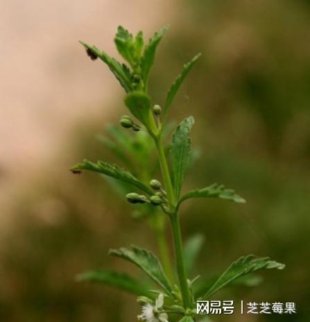 5吨野生甘草险成草料！牧民误割被查采两棵就定罪咋回事？(图1)