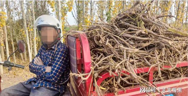 5吨野生甘草险成草料！牧民误割被查采两棵就定罪咋回事？(图2)