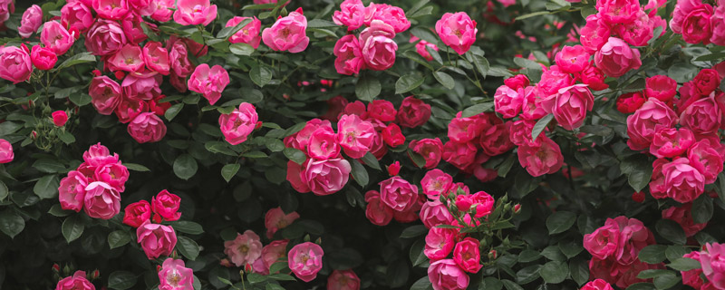 月季花施什么肥好月季花施什么肥(图1)