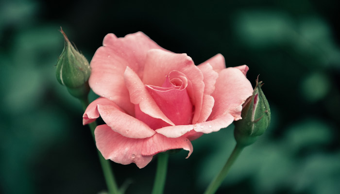 月季花施什么肥好月季花施什么肥(图2)