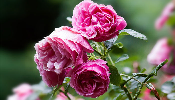 月季花施什么肥好月季花施什么肥(图3)