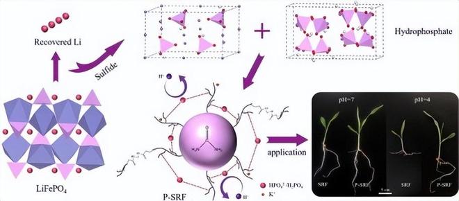 给电池“续命”为土壤“增寿”中国科学家巧解两道环保难题(图2)