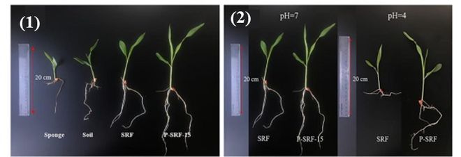 给电池“续命”为土壤“增寿”中国科学家巧解两道环保难题(图3)