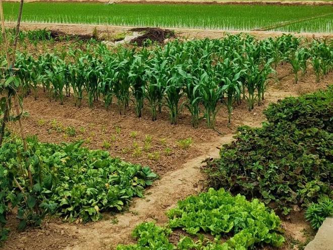 肥料登记证地址能跨省迁移吗？(图2)