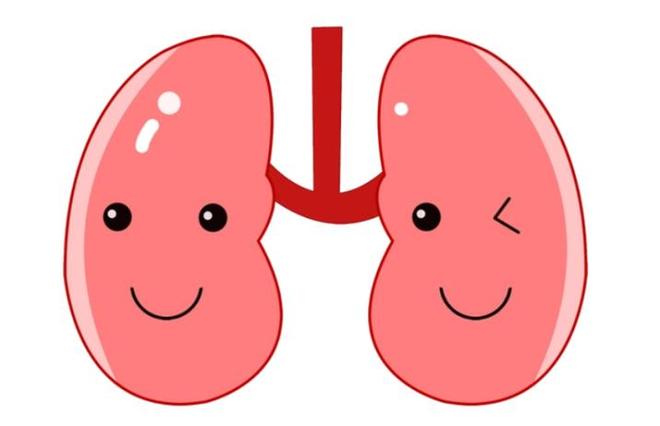 尿素高不是小问题!体检报告上的数字可能悄悄伤害你的肾脏(图4)