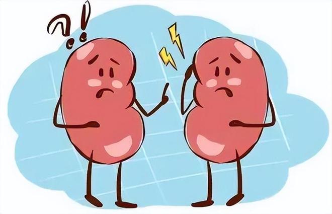 尿素高不是小问题!体检报告上的数字可能悄悄伤害你的肾脏(图1)