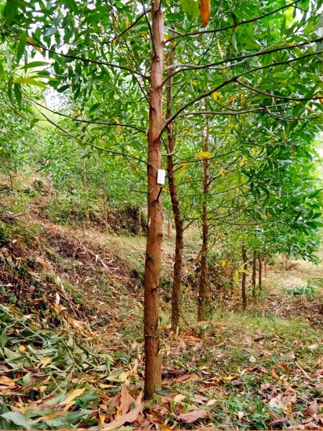 啥是杂交相思？广西为啥要推广相思？(图2)