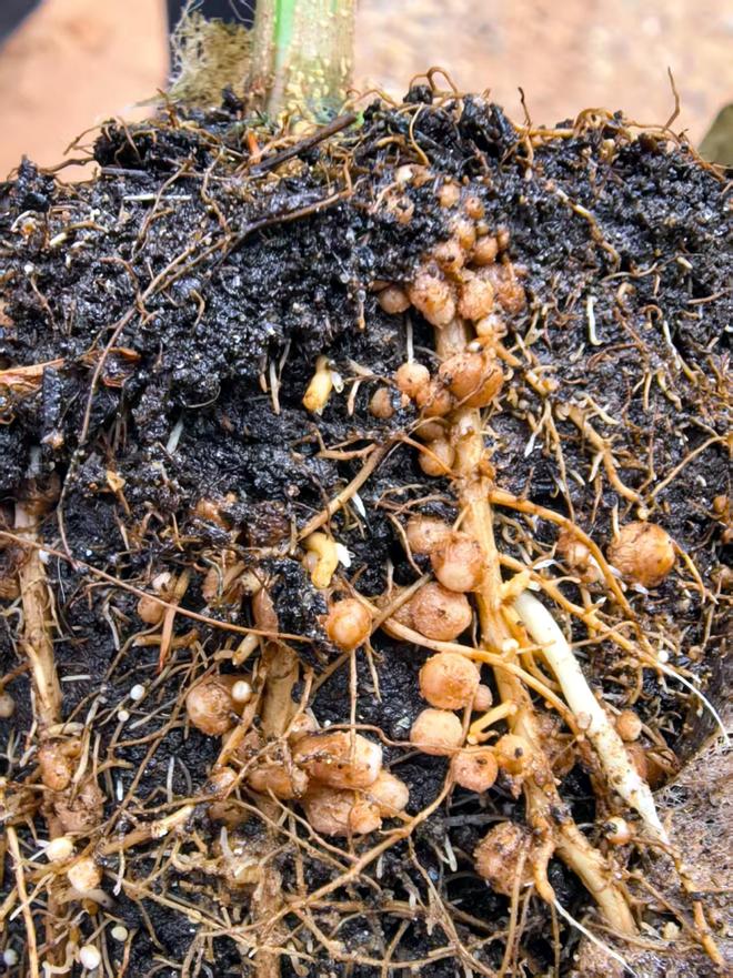 啥是杂交相思？广西为啥要推广相思？(图4)