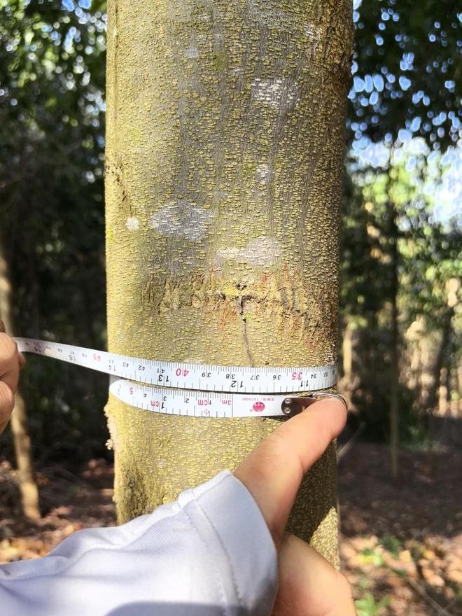 啥是杂交相思？广西为啥要推广相思？(图5)