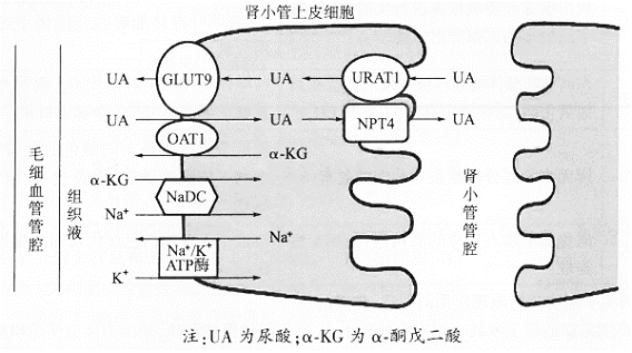 尿酸是人体嘌呤分解代谢的终产物之一肾脏是尿酸的主(图1)