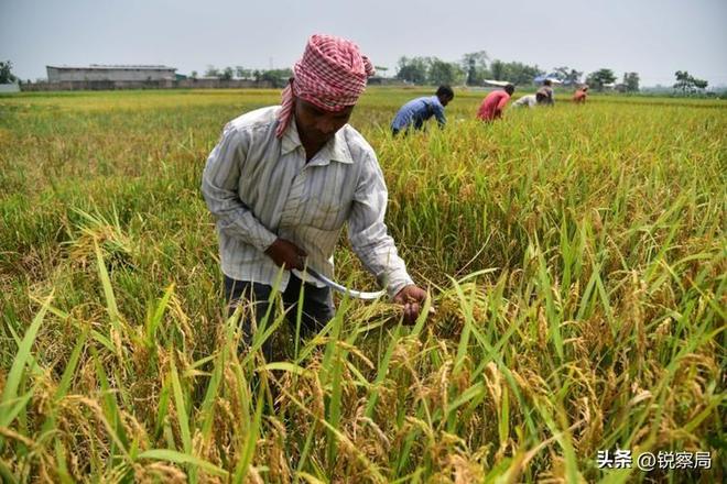 印度终于扛不住了求中国放宽尿素出口限制中方压根没正面回应(图18)