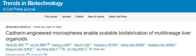 Cell子刊：南开大学张妍杨军团队：智能微球“指挥”干细胞自组装为血管化肝类器官(图1)
