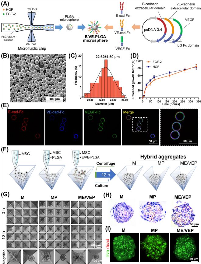 Cell子刊：南开大学张妍杨军团队：智能微球“指挥”干细胞自组装为血管化肝类器官(图2)