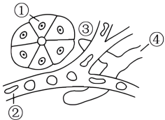 下图为体内细胞和内环境之间物质交换示意图(图7)