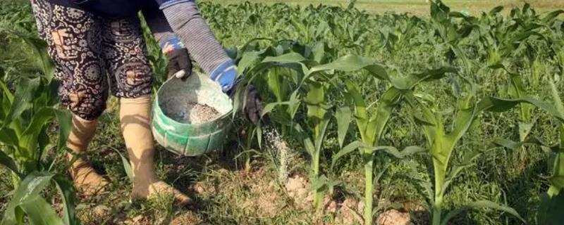 使用尿素的误区不可以撒施或作为种肥(图1)