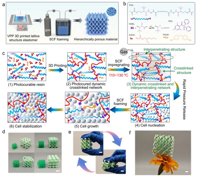 福建理工彭枢强、彭响方《自然·通讯》：动态交联互穿网络助力可持续3D打印弹性泡沫材料突破(图2)
