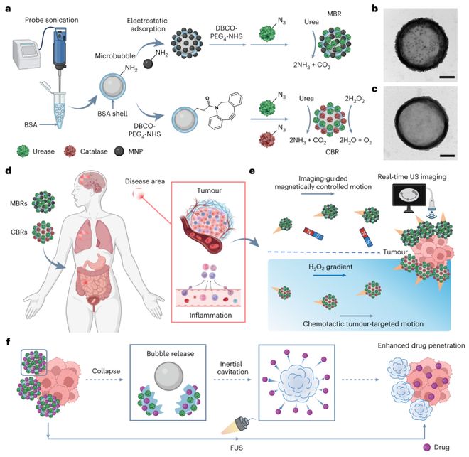 微气泡发了一篇NatureNanotechnology！(图2)