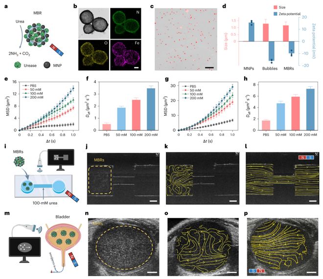 微气泡发了一篇NatureNanotechnology！(图3)