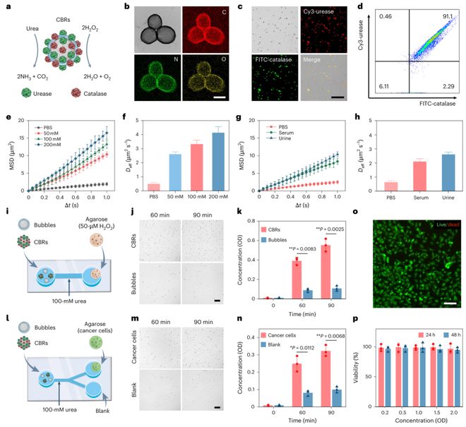 微气泡发了一篇NatureNanotechnology！(图4)