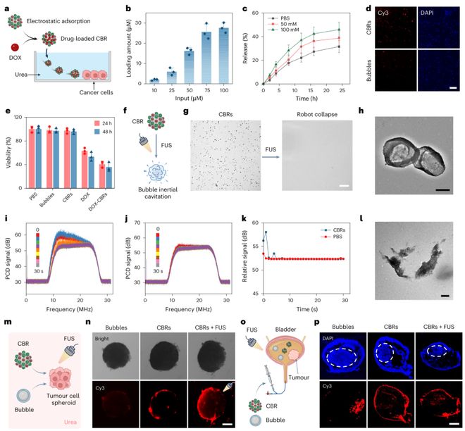 微气泡发了一篇NatureNanotechnology！(图5)