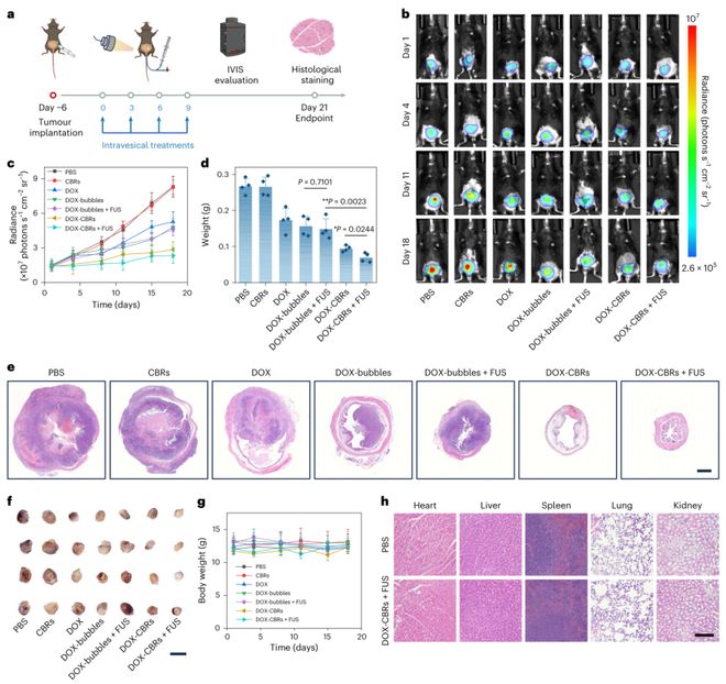 微气泡发了一篇NatureNanotechnology！(图6)